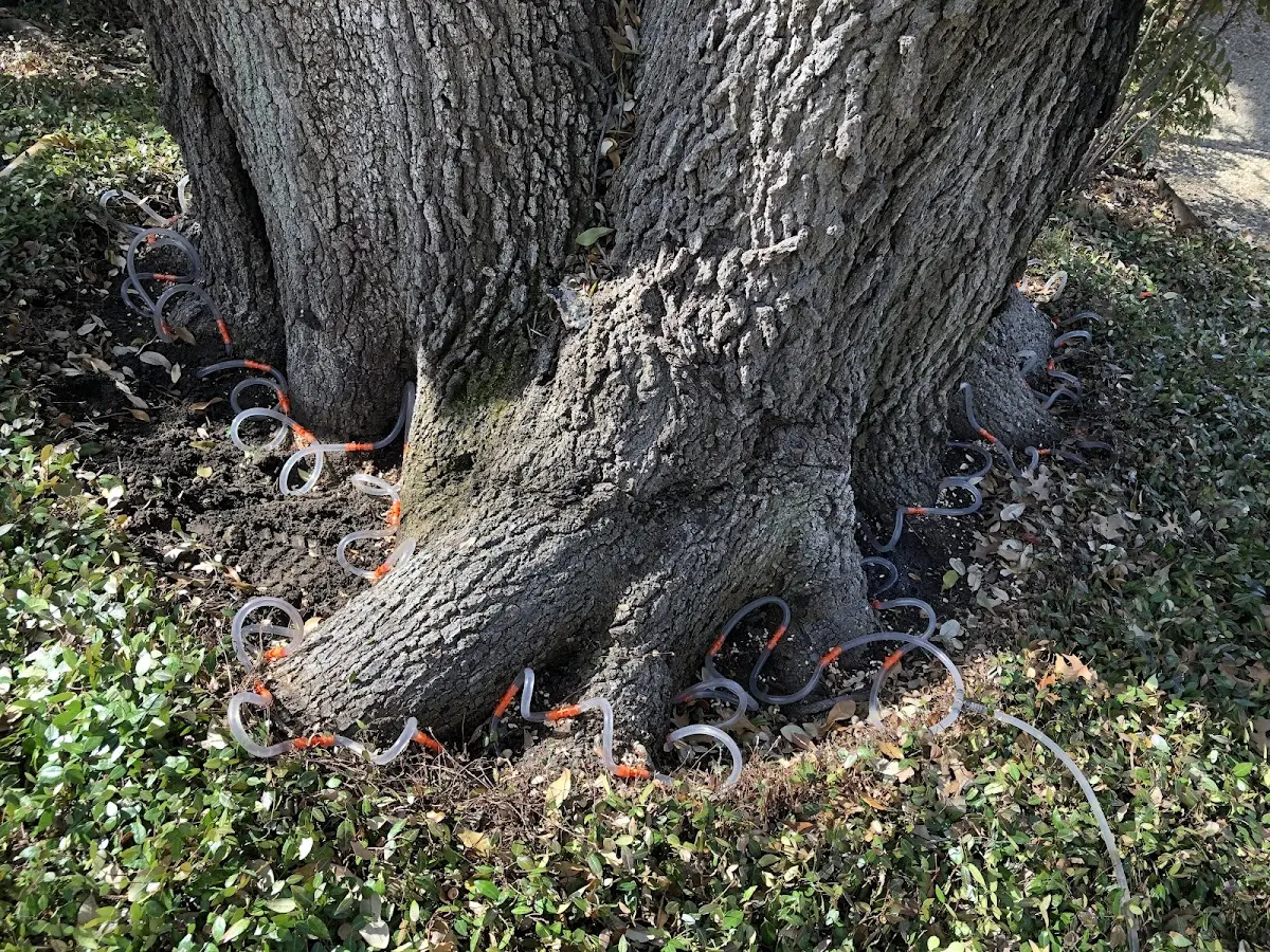 Detailed Tree Cabling and Bracing job site in Vassalboro