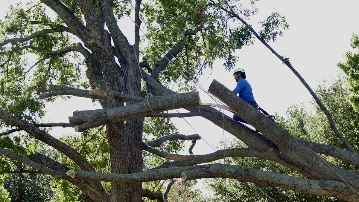 Professional Crown Thinning performed by certified arborists in Vassalboro