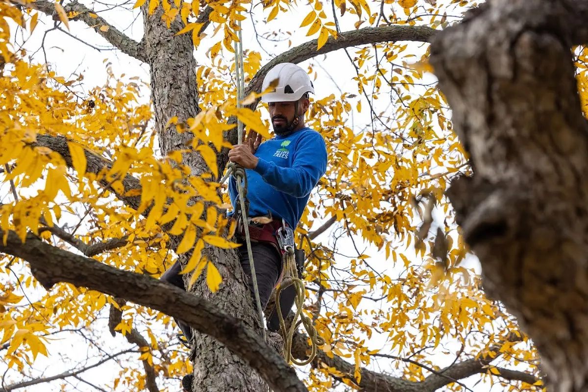 Skilled Tree Pruning crew working in Vassalboro